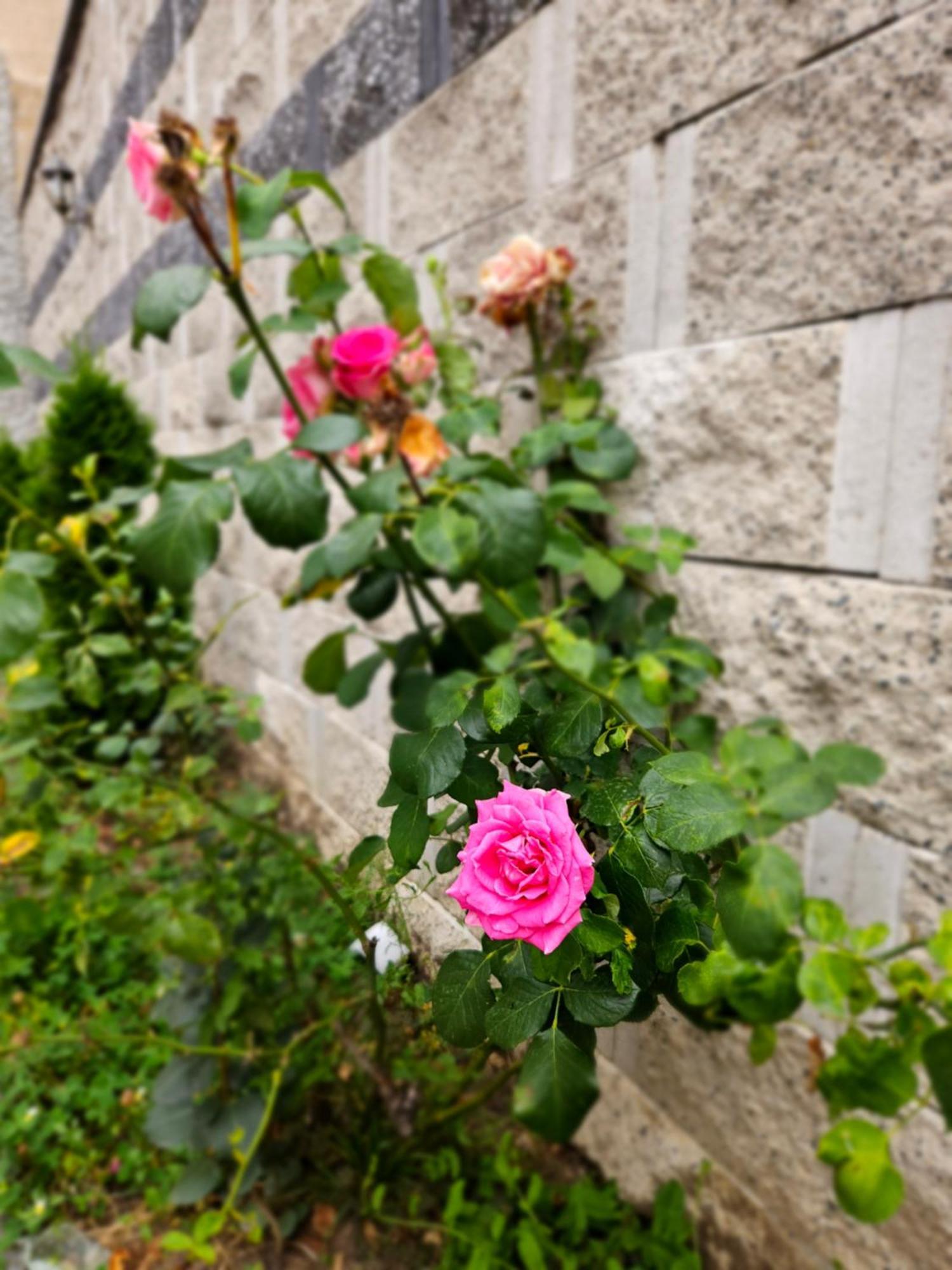 אפרטהוטל סיביו Casa Raduly מראה חיצוני תמונה