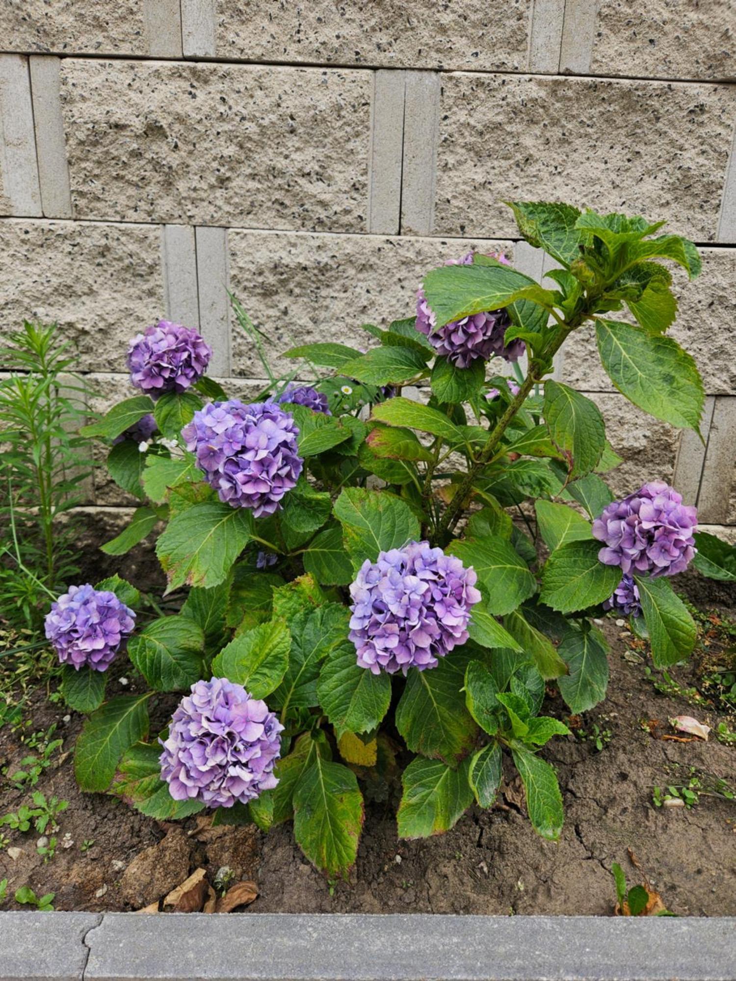 אפרטהוטל סיביו Casa Raduly מראה חיצוני תמונה